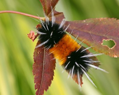 Banded Wooly Bear caterpillar on Acer palmatum