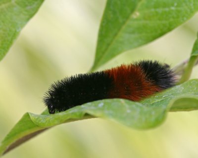 Wooly Caterpillar