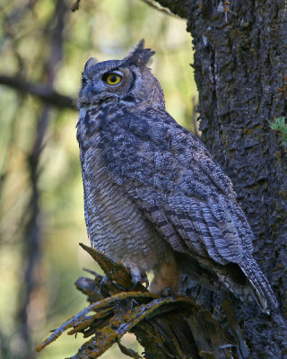 Great Horned Owl
