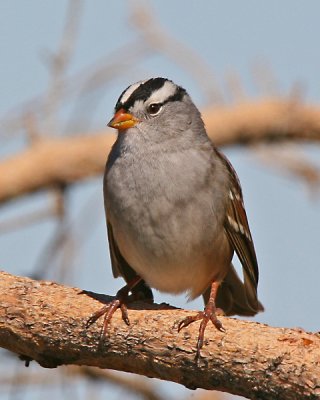 White-crowned Sparrow