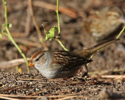 White-crowned Sparrow (1st Year)