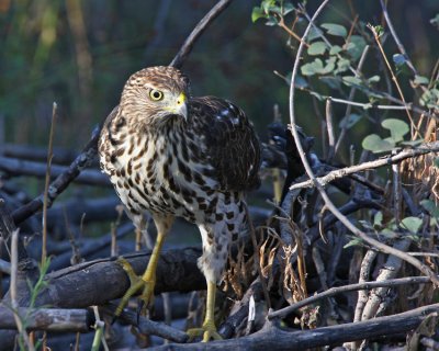 Cooper's Hawk (juvenile)