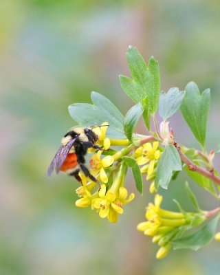 Tri-colored Bumble Bee