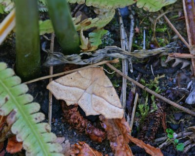 Moth Disguised as Leaf Litter