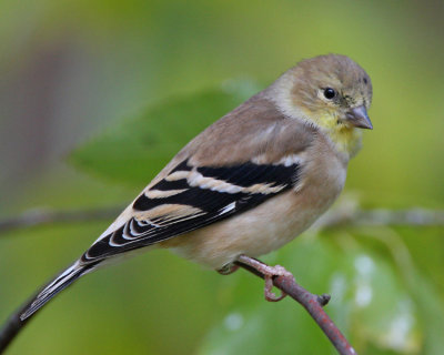 American Goldfinch