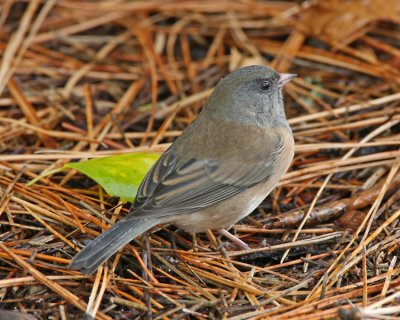 Dark-eyed Junco (female or immature)