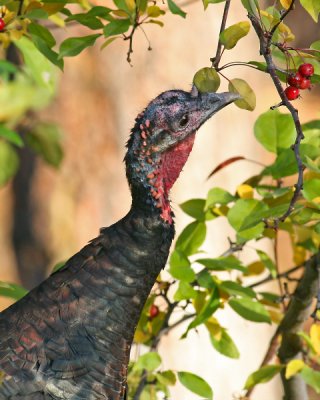 Wild Turkey