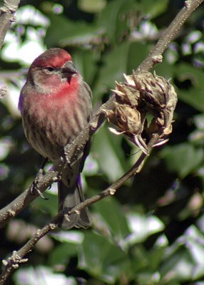 Blackbirds, Finches