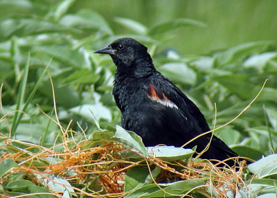 Red-winged Blackbird DSCN0735-Web5x7.jpg