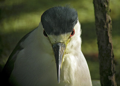 Black-crowned Night-Heron DSCN4998-Web5x7.jpg