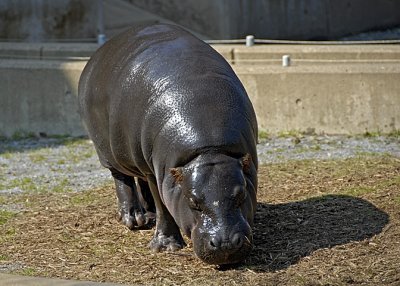 Pigmy Hippopotamus DSC_6412-Web5x7.jpg