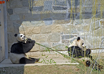 Giant Pandas DSC_6413-Web5x7.jpg