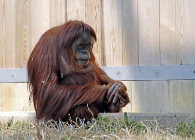 Orangutan DSC_6440-Web5x7.jpg