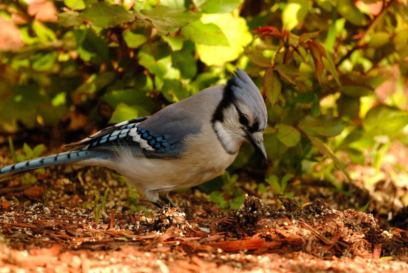 Bluejay