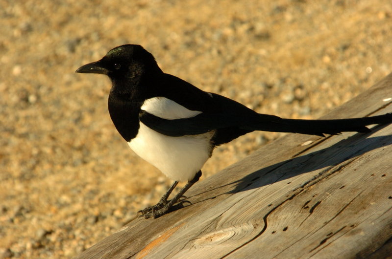 Magpie