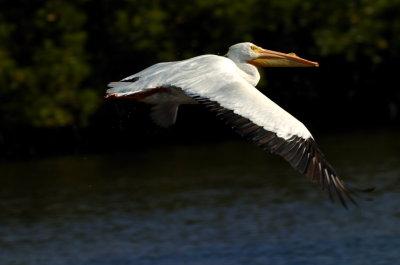 White Pelican: Socially Gifted