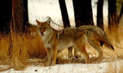 Coyote: Mini Wolf