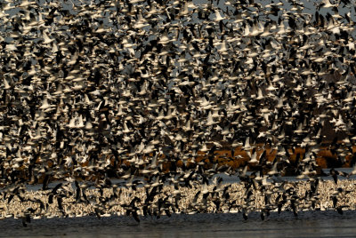 Snow Geese: Group Dynamics