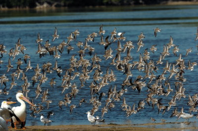 Synchronized Shorebirds