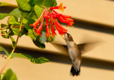 Immature Rubythroat