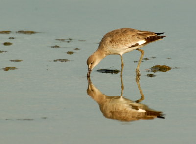 Willet