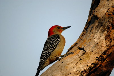 Red-Bellied Woodpecker