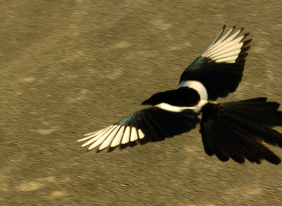 Magpie