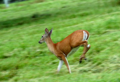 Running like a Rabbit