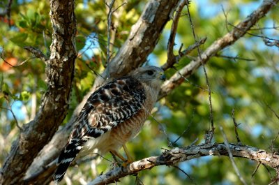 Young Redtail