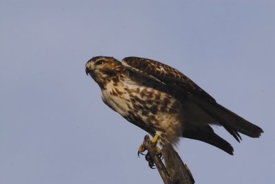 Young Dark RedTail