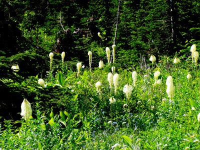 Bear Grass - Hike to Iceberg Lake