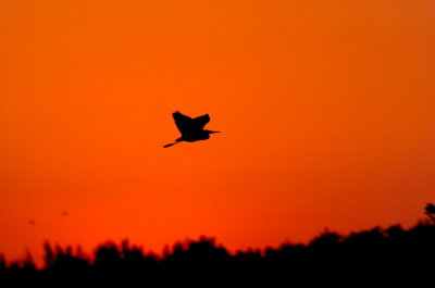 Florida Blue Heron