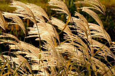 Grasses in the Wind