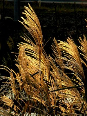 Feathers of Gold