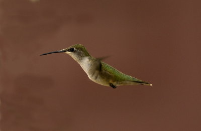 Hummers