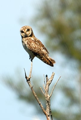 Hawaiian Owl