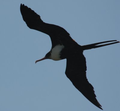 Frigate Bird