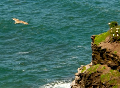 Hawaiian Owl over Ocean