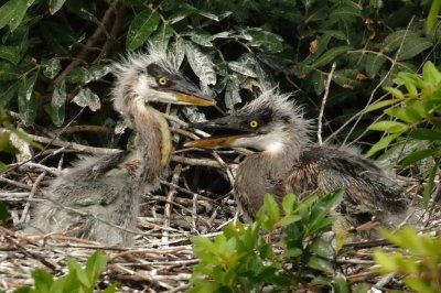 Baby Blue Herons