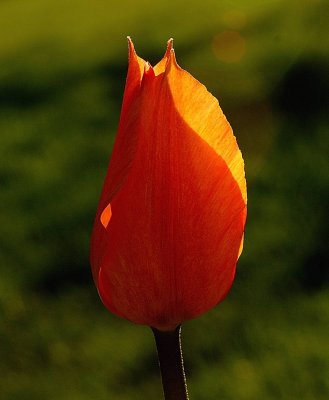 Very Young Tulip