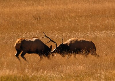 Elk Rut Battle
