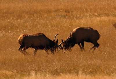 Elk Rut Battle