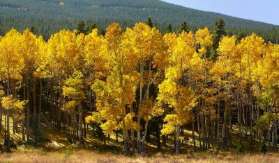 Aspen Colors