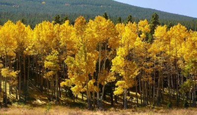 Aspen Colors