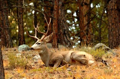 Mule Deer Buck