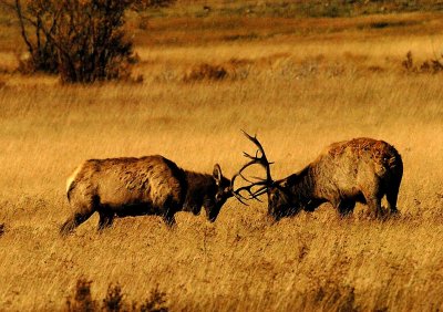 Elk Rut Battle #2