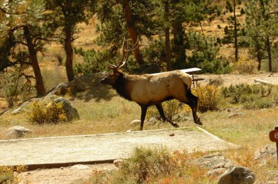 Bull Elk Running Thru Campsite