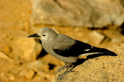 Clarks Nutcracker