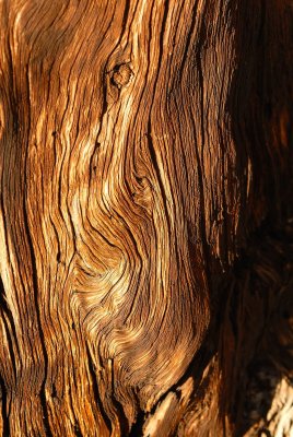 What do you see in this image of woodgrain??