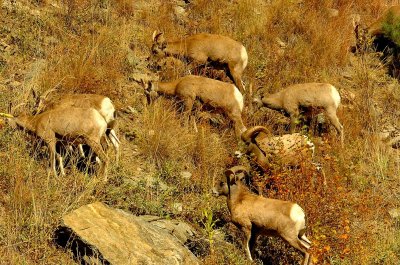 Big Horn Sheep